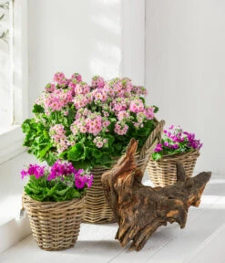 Brautprimel, Verschiedene Sorten -Gartenleben Verkauf 8262065 WE MO 001 PrimulaMalacoidesBrautprimel Content 2021