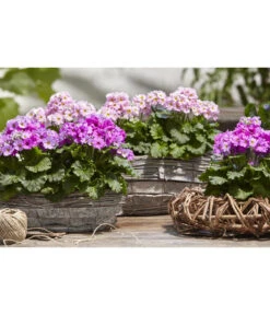 Brautprimel, Verschiedene Sorten -Gartenleben Verkauf 8262065 WE MO 025 dehnerfruehblueherm6a04UveSauer