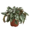 Peperomie - Peperomia Caperata 'Napoli Nights' -Gartenleben Verkauf 8269144 PR FS 001 PeperomiaNapoliNightsT12DehnerExpressHerzig
