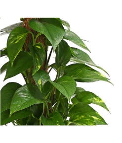 Efeutute - Epipremnum Aureum Am Moosstab -Gartenleben Verkauf 8272569 WE DE 001 EphipremnumMoostabT15DehnerExpressHerzig