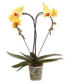 Schmetterlingsorchidee - Phalaenopsis Cultivars 'Heart', Verschiedene Sorten -Gartenleben Verkauf 8280505 WE FS 002 SchmetterlingsorchideePhalaenopsisHeart2TrieberSonderfarbenDehnerExpressHerzig
