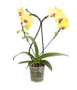 Schmetterlingsorchidee - Phalaenopsis Cultivars 'Heart', Verschiedene Sorten -Gartenleben Verkauf 8280505 WE FS 003 SchmetterlingsorchideePhalaenopsisHeart2TrieberSonderfarbenDehnerExpressHerzig