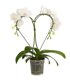 Schmetterlingsorchidee - Phalaenopsis Cultivars 'Heart', Verschiedene Sorten -Gartenleben Verkauf 8280505 WE FS 005 SchmetterlingsorchideePhalaenopsisHeart2TrieberSonderfarbenDehnerExpressHerzig