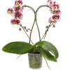 Schmetterlingsorchidee - Phalaenopsis Cultivars 'Heart', Verschiedene Sorten 1 Schmetterlingsorchidee - Phalaenopsis Cultivars 'Heart', Verschiedene Sorten -Gartenleben Verkauf 8280505 WE FS 006 SchmetterlingsorchideePhalaenopsisHeart2TrieberSonderfarbenDehnerExpressHerzig