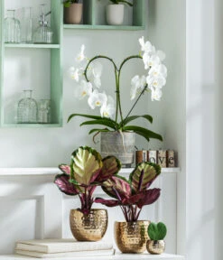 Schmetterlingsorchidee - Phalaenopsis Cultivars 'Heart', Verschiedene Sorten -Gartenleben Verkauf 8280505 WE MO 001 PhalaenopsisHerzT12