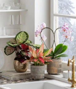 Schmetterlingsorchidee - Phalaenopsis Cultivars 'Heart', Verschiedene Sorten -Gartenleben Verkauf 8280505 WE MO 001 PhalaenosisHeartT12Valentin