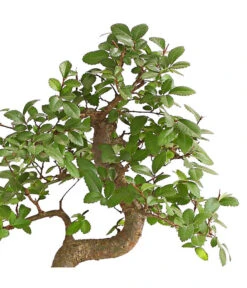 Bonsai Japanische Zelkove - Zelkova Serrata -Gartenleben Verkauf 8288789 PR DE 001 BonsaiZelkovaMitUnterschaleSFormT20DehnerExpressHerzig