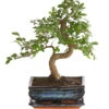 Bonsai Japanische Zelkove - Zelkova Serrata -Gartenleben Verkauf 8288789 WE FS 001 BonsaiZelkovaMitUnterschaleSFormT20DehnerExpressHerzig