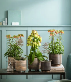 Kalanchoe - Kalanchoe Humilis 'Desert Surprise' -Gartenleben Verkauf 8292807 WE MO 001 KalanchoeMagicBellsT14 TOK Kalanchoe GC11 2022