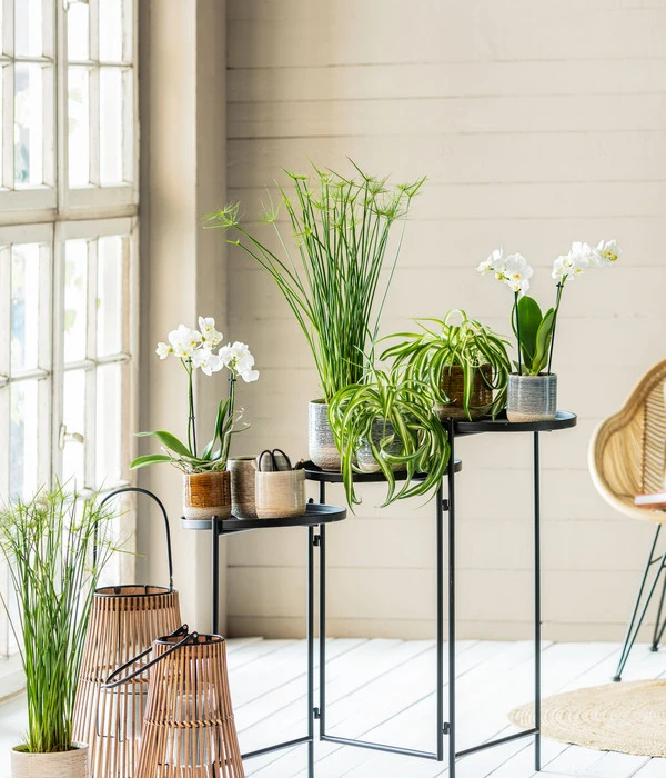 Grünlilie - Chlorophytum Comosum 'Bonnie' 4 Grünlilie - Chlorophytum Comosum 'Bonnie' – Bild 2