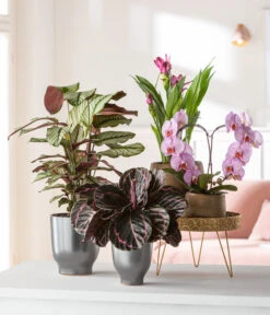 Korbmarante - Calathea Roseopicta 'Medallion' -Gartenleben Verkauf 8297186 8280505 4450722 WE MO MatheaBellakorbmaranteMedallionSchmetterlingsorchidee