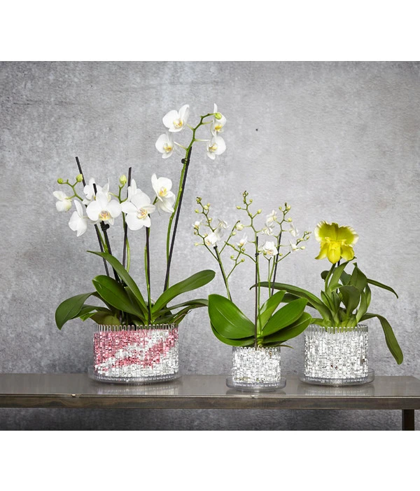 Schmetterlingsorchidee - Phalaenopsis Cultivars 'Wildflower' 6 Schmetterlingsorchidee - Phalaenopsis Cultivars 'Wildflower' – Bild 4