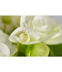 Elatior-Begonie - Begonia Elatior 8 Elatior-Begonie - Begonia Elatior -Gartenleben Verkauf 8299638 PR DE 001 BegoniaRexT12DehnerExpressZS