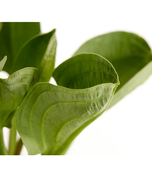 Rundblättriger Froschlöffel 3 Rundblättriger Froschlöffel