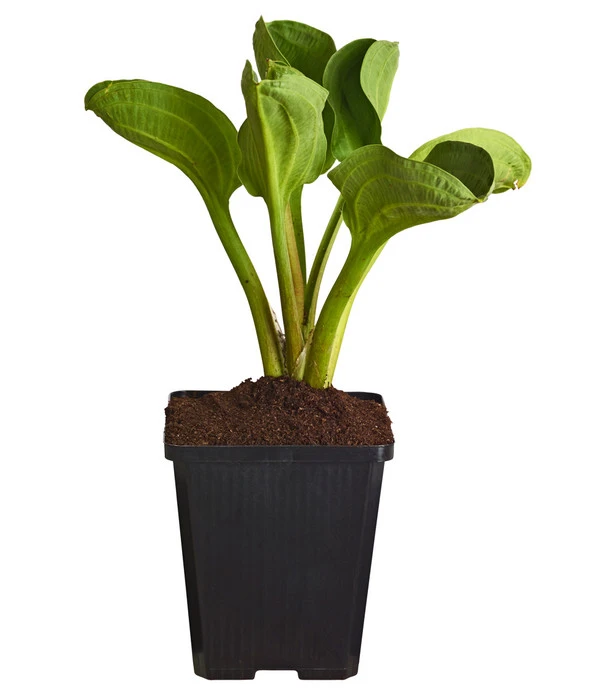 Rundblättriger Froschlöffel 4 Rundblättriger Froschlöffel – Bild 2