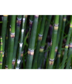 Japanischer Schachtelhalm -Gartenleben Verkauf 8311326 WE DE 001 SchachtelhalmPixabay