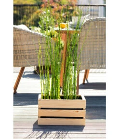 Japanischer Schachtelhalm -Gartenleben Verkauf 8311532 WE MO 001 JapanischerSchachtelhalm