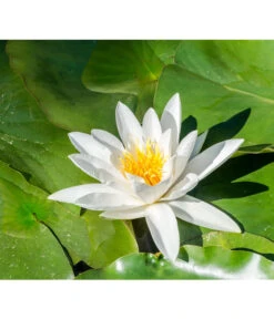 Dehner Aqua Seerose 12 Dehner Aqua Seerose -Gartenleben Verkauf 8313595 PR DE 001 NymphaeaSeeroseWeissPrivatgartenLucknerMai2017