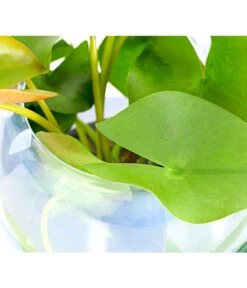 Dehner Aqua Seerose 10 Dehner Aqua Seerose -Gartenleben Verkauf 8313595 WE DE 001 SeeroseTrockenWeissNymphaeaT11DehnerExpressHerzig