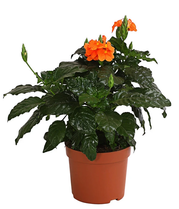 Krossandra - Crossandra Infundibuliformis, Orange 3 Krossandra - Crossandra Infundibuliformis, Orange