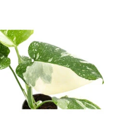 Fensterblatt - Monstera Deliciosa 'Thai Constellation', Panaschiert -Gartenleben Verkauf 8402034 WE DE 001 MonsteraThaiConstellationT6