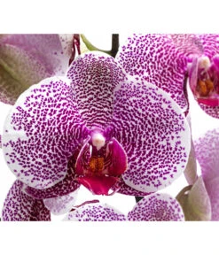Schmetterlingsorchidee - Phalaenopsis Cultivars 'Pandora' -Gartenleben Verkauf 8407900 WE DE 001 PhalaenopsisPandoraT12Schmetterlingsorchidee
