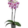 Schmetterlingsorchidee - Phalaenopsis Cultivars 'Pandora' -Gartenleben Verkauf 8407900 WE FS 001 PhalaenopsisPandoraT12Schmetterlingsorchidee