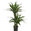Drachenbaum - Dracaena Deremensis, Hydrokultur -Gartenleben Verkauf 8416653 WE FS 001 DracaenaDerem 2er