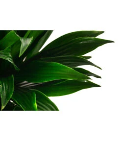 Drachenbaum - Dracaena Compacta, Hydrokultur -Gartenleben Verkauf 8416760 WE DE 001 DracaenaFragransCompactaHydroT15 19DrachenbaumDehnerExpressHerzig