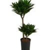Drachenbaum - Dracaena Compacta, Hydrokultur 1 Drachenbaum - Dracaena Compacta, Hydrokultur -Gartenleben Verkauf 8416760 WE FS 001 DracaenaFragransCompactaHydroT15 19DrachenbaumDehnerExpressHerzig