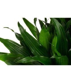 Drachenbaum - Dracaena Fragrans 'Green Jewel', Hydrokultur -Gartenleben Verkauf 8416778 WE DE 001 DracaenaFragransGreenJewelHydroT18