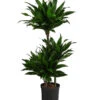Drachenbaum - Dracaena Fragrans 'Green Jewel', Hydrokultur -Gartenleben Verkauf 8416778 WE FS 001 DracaenaFragransGreenJewelHydroT18