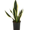 Bogenhanf - Sansevieria Trifasciata 'Super Flame', Hydrokultur -Gartenleben Verkauf 8416844 WE FS 001 SansevieriaTrifasciataSuperFlameTuffHydroT15 19BogenhanfDehnerExpressHerzig