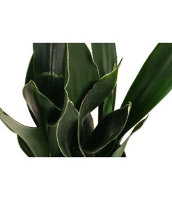 Bogenhanf - Sansevieria Trifasciata 'Black Diamond', Hydrokultur -Gartenleben Verkauf 8416851 WE DE 001 SansevieriaTrifasciataBlackDiamondHydroT15 19BogenhanfDehnerExpressHerzig