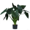 Pfeilblatt - Alocasia 'Wentii', Hydrokultur -Gartenleben Verkauf 8425662 WE FS 001 AlocasiaWentii25 19H100