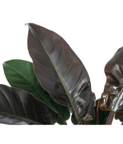 Baumfreund - Philodendron 'Imperial Red', Hydrokultur 7 Baumfreund - Philodendron 'Imperial Red', Hydrokultur -Gartenleben Verkauf 8425696 WE DE 001 PHILODENDRONIMPERIALRED