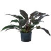 Baumfreund - Philodendron 'Imperial Red', Hydrokultur -Gartenleben Verkauf 8425696 WE FS 001 PHILODENDRONIMPERIALRED