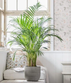 Goldfruchtpalme - Dypsis Lutescens, In Keramik, Ca. 90-100 Cm -Gartenleben Verkauf 8478059 WE MO 001 DypsisPflanzeDesMonats