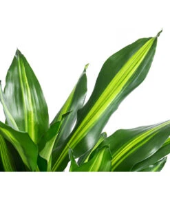 Drachenbaum - Dracaena Fragrans 'Cintho', In Seegras-Korb Phil 8 Drachenbaum - Dracaena Fragrans 'Cintho', In Seegras-Korb Phil -Gartenleben Verkauf 8478703 WE DE 001 DracaenaCinthoT21imKorbPhil gruen natur