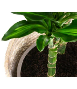 Drachenbaum - Dracaena Fragrans 'Cintho', In Seegras-Korb Phil 9 Drachenbaum - Dracaena Fragrans 'Cintho', In Seegras-Korb Phil -Gartenleben Verkauf 8478703 WE DE 002 DracaenaCinthoT21imKorbPhil gruen natur