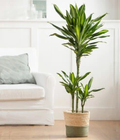 Drachenbaum - Dracaena Fragrans 'Cintho', In Seegras-Korb Phil 7 Drachenbaum - Dracaena Fragrans 'Cintho', In Seegras-Korb Phil -Gartenleben Verkauf 8478703 WE MO 003 DracaenaCinthoT21