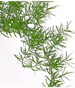 Zierspargel - Asparagus Densiflorus 'Sprengeri' -Gartenleben Verkauf 8504011 PR DE 001 ZierspargelAsparagusSprengeriAmpelT20DehnerExpressHerzig