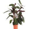 Korbmarante - Calathea Warscewiczii -Gartenleben Verkauf 8506339 PR FS 003 MarantheCalatheaWarscewicziiT19DehnerExpressHerzig