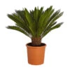Sagopalmfarn - Cycas Revoluta -Gartenleben Verkauf 8509366 PR FS 001 CycasRevolutaDehnerExpressZS