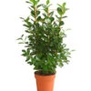 Lorbeer-Feige - Ficus Microcarpa 'Moclame', Spalier -Gartenleben Verkauf 8515926 WE FS 001 FicusMoclameSpalierT24DehnerExpressHerzig