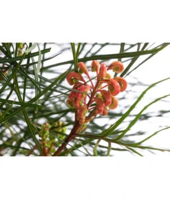 Australische Silbereiche 'Johnson's' -Gartenleben Verkauf 8516353 WE DE 001 GrevilleaJohnsoniiT24JohnsonsSilbereiche