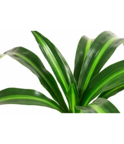 Drachenbaum - Dracaena 'Hawaiian Sunshine', Hydrokultur 6 Drachenbaum - Dracaena 'Hawaiian Sunshine', Hydrokultur -Gartenleben Verkauf 8536260 WE DE 001 DracaenaHawaianSunshineKoepfeDrachenbaumHydroT15