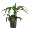 Drachenbaum - Dracaena 'Hawaiian Sunshine', Hydrokultur -Gartenleben Verkauf 8536260 WE FS 001 DracaenaHawaianSunshineKoepfeDrachenbaumHydroT15