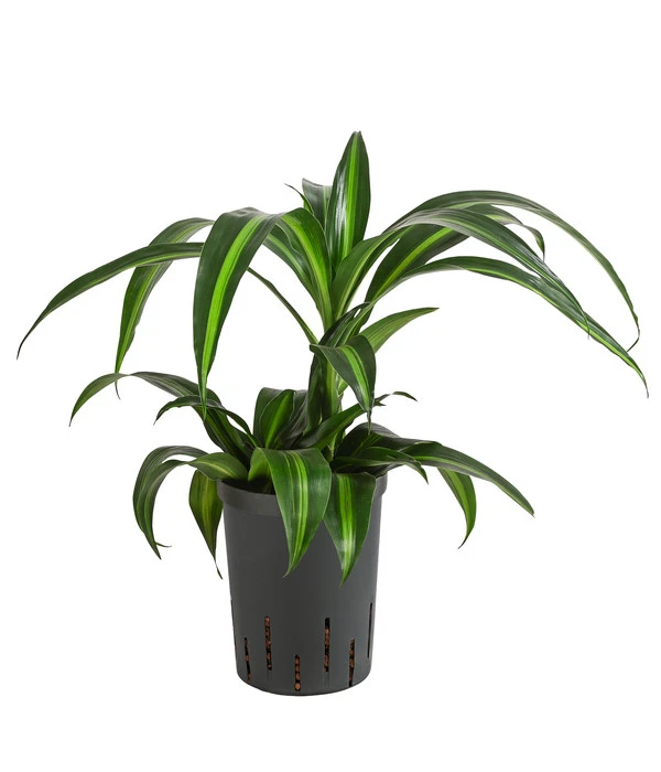 Drachenbaum - Dracaena 'Hawaiian Sunshine', Hydrokultur 3 Drachenbaum - Dracaena 'Hawaiian Sunshine', Hydrokultur