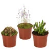 Fleischfressende Pflanzen - Raritäten-Set, 3-teilig 2 Fleischfressende Pflanzen - Raritäten-Set, 3-teilig -Gartenleben Verkauf 8561623 WE FS 001 FleischfressendePflanzenRaritaeten3SetT9